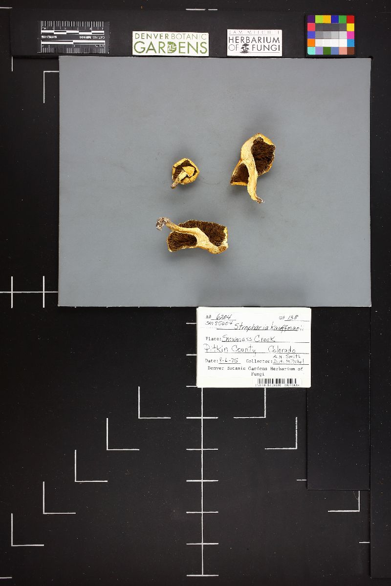 Stropharia kauffmanii image