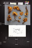 Flammulina populicola image