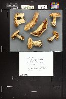 Clitocybe robusta image