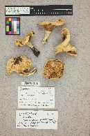 Lactarius subvillosus image