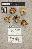 Lactarius pubescens image