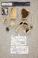Agaricus silvicola image