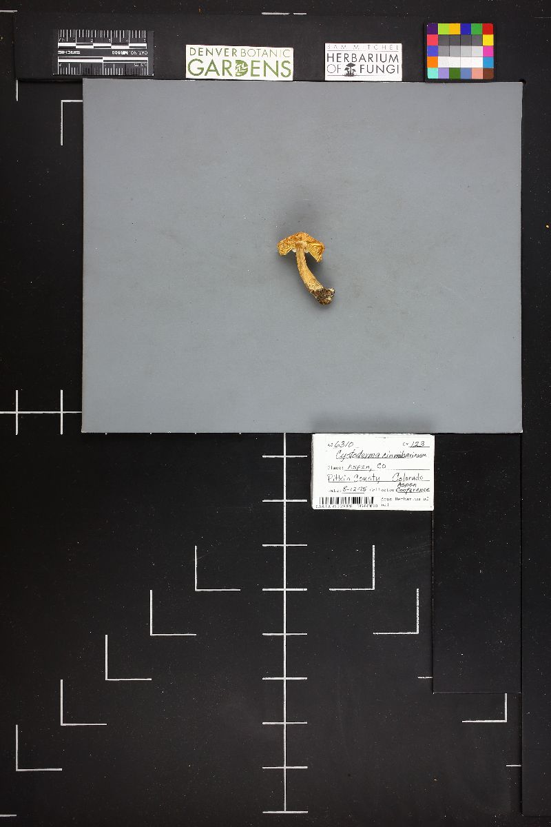 Cystoderma terrei image