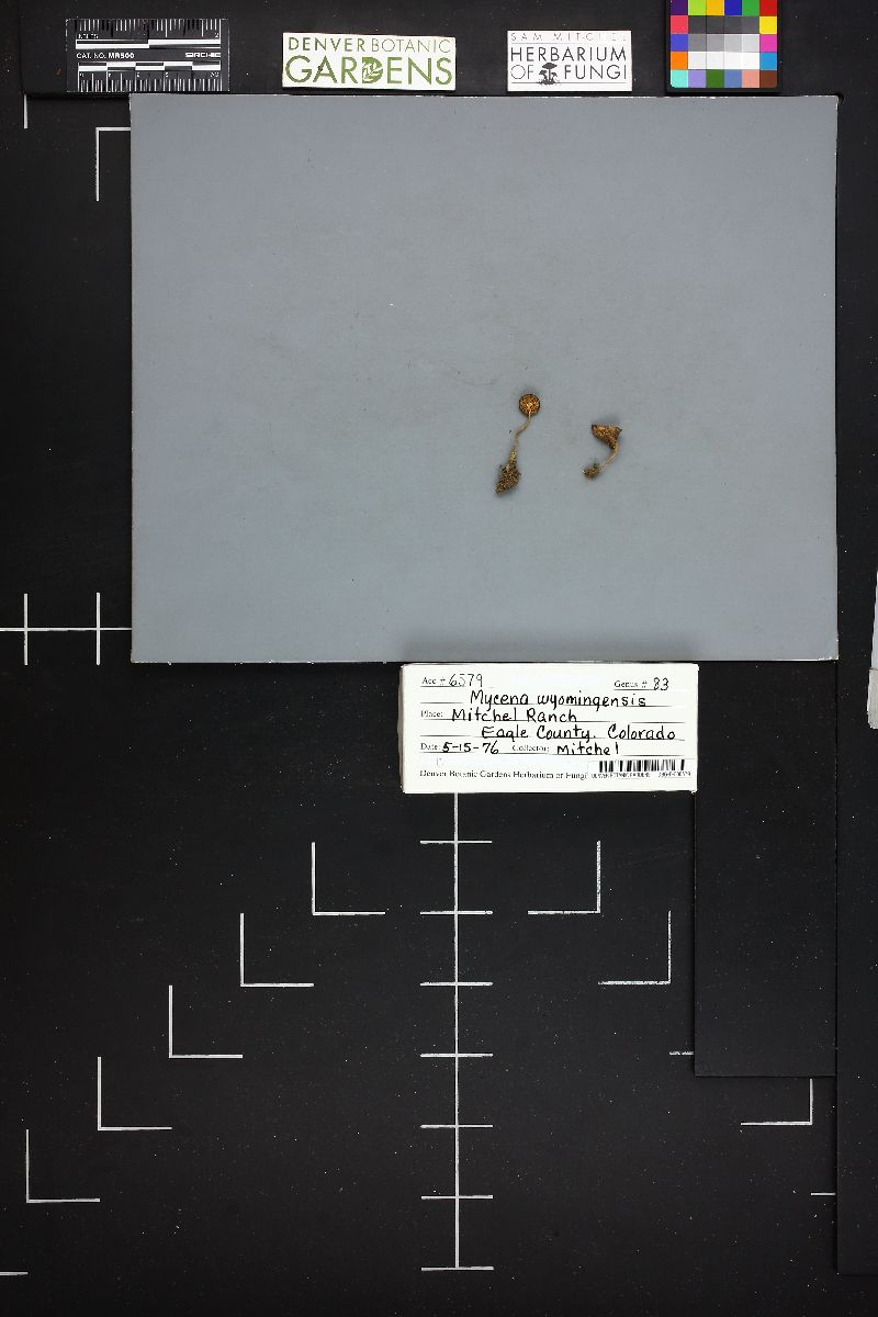 Mycena wyomingensis image