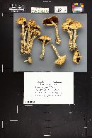 Agrocybe acericola image