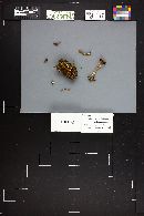 Cortinarius subflexipes image