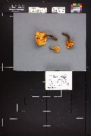 Flammulina populicola image