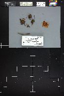 Mycena flavoalba image