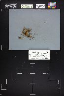 Rickenella fibula image