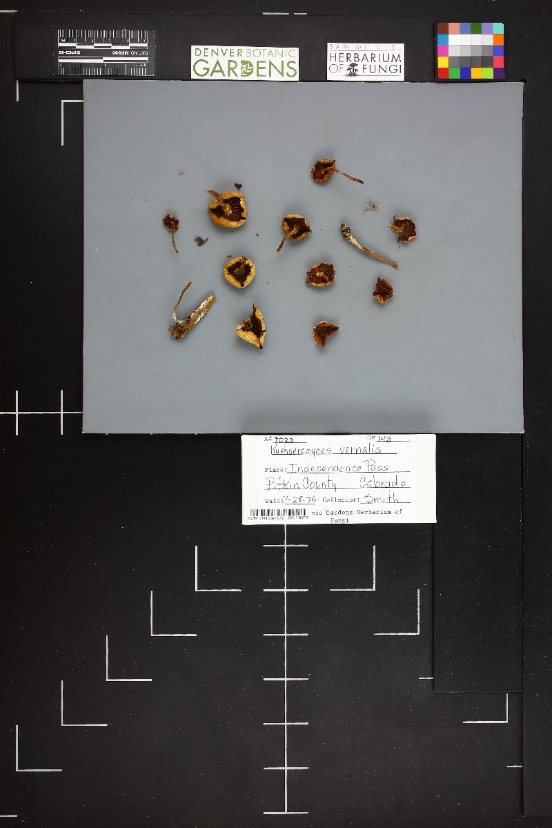Kuehneromyces vernalis image