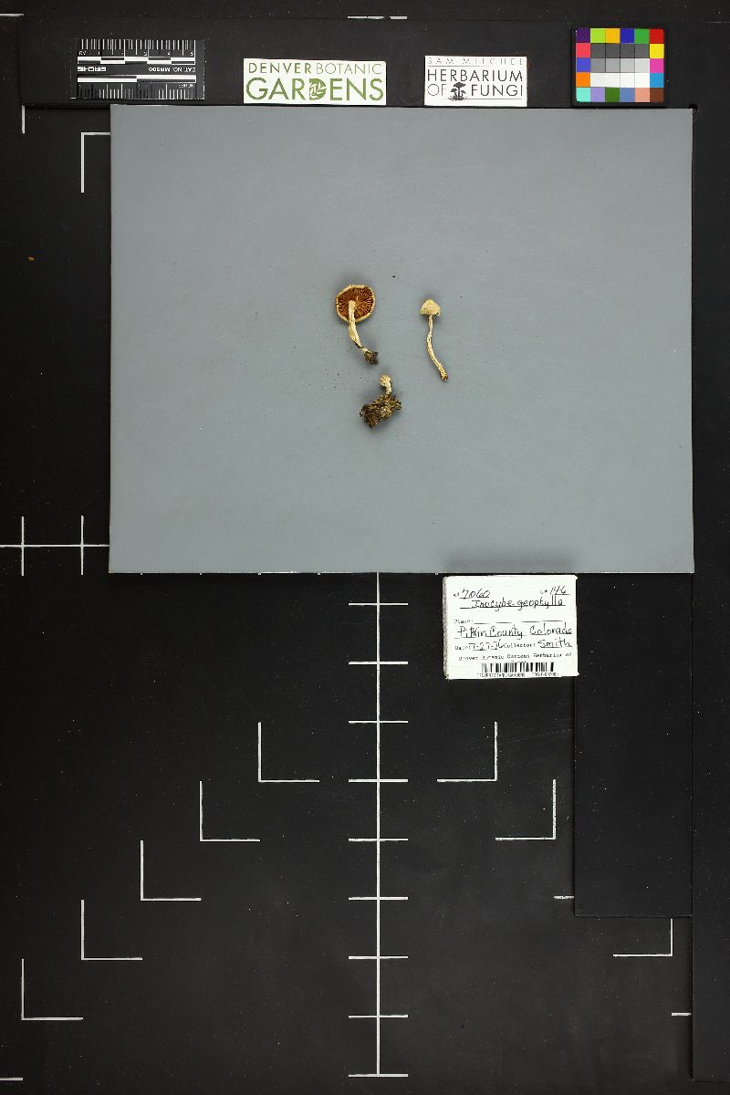 Inocybe geophylla var. geophylla image