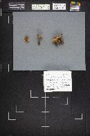 Coltricia perennis image