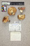 Russula emetica image