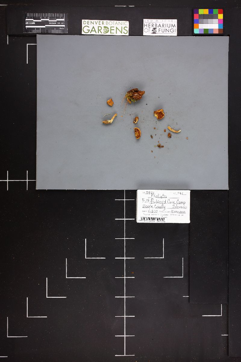 Pholiota corticola image