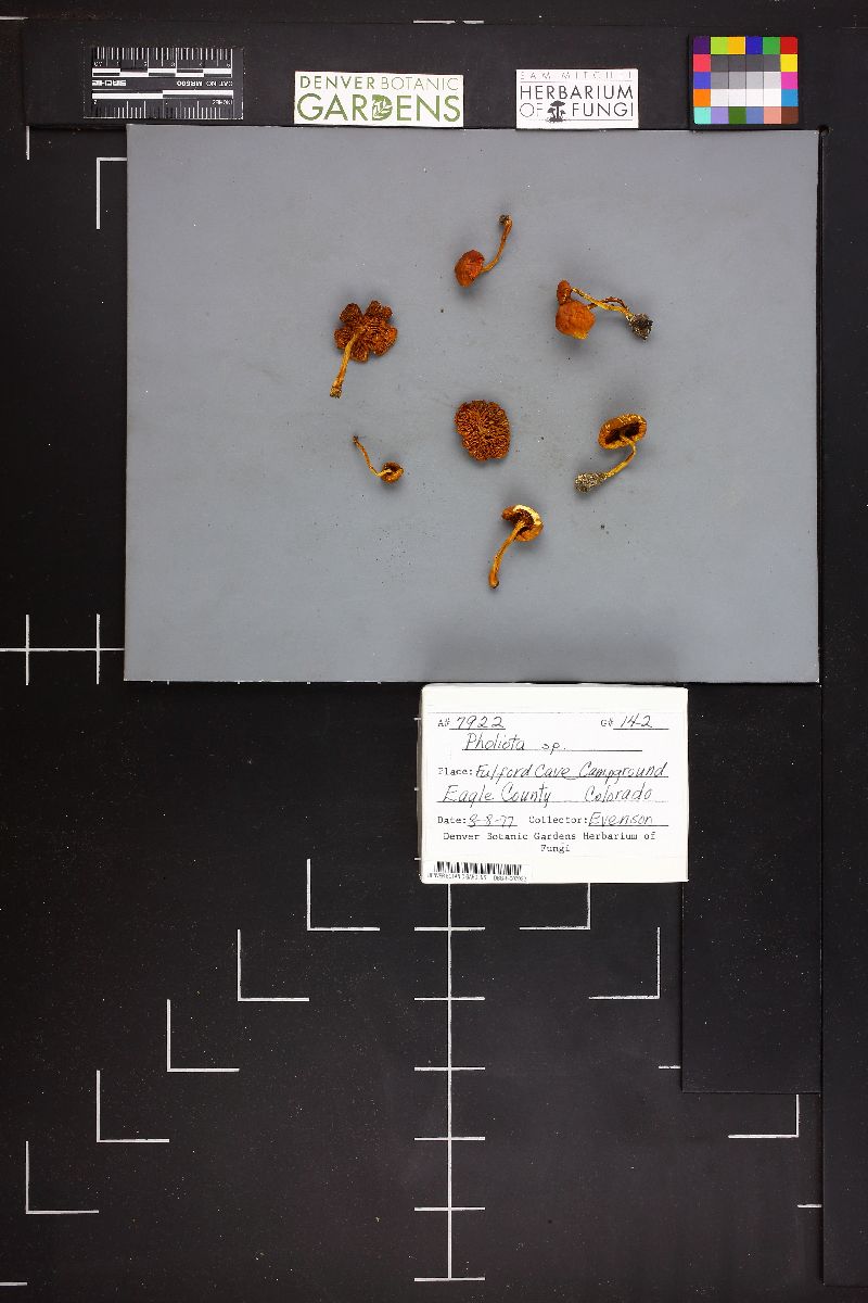 Pholiota multifolia image