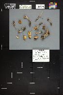 Marasmius oreades image