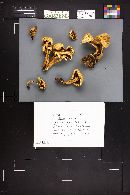 Pholiota rigidipes image