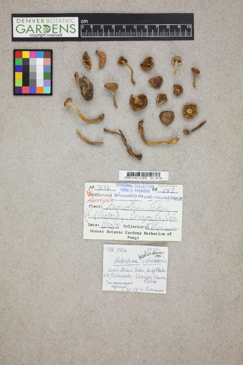 Hebeloma bicoloratum var. coloradense image