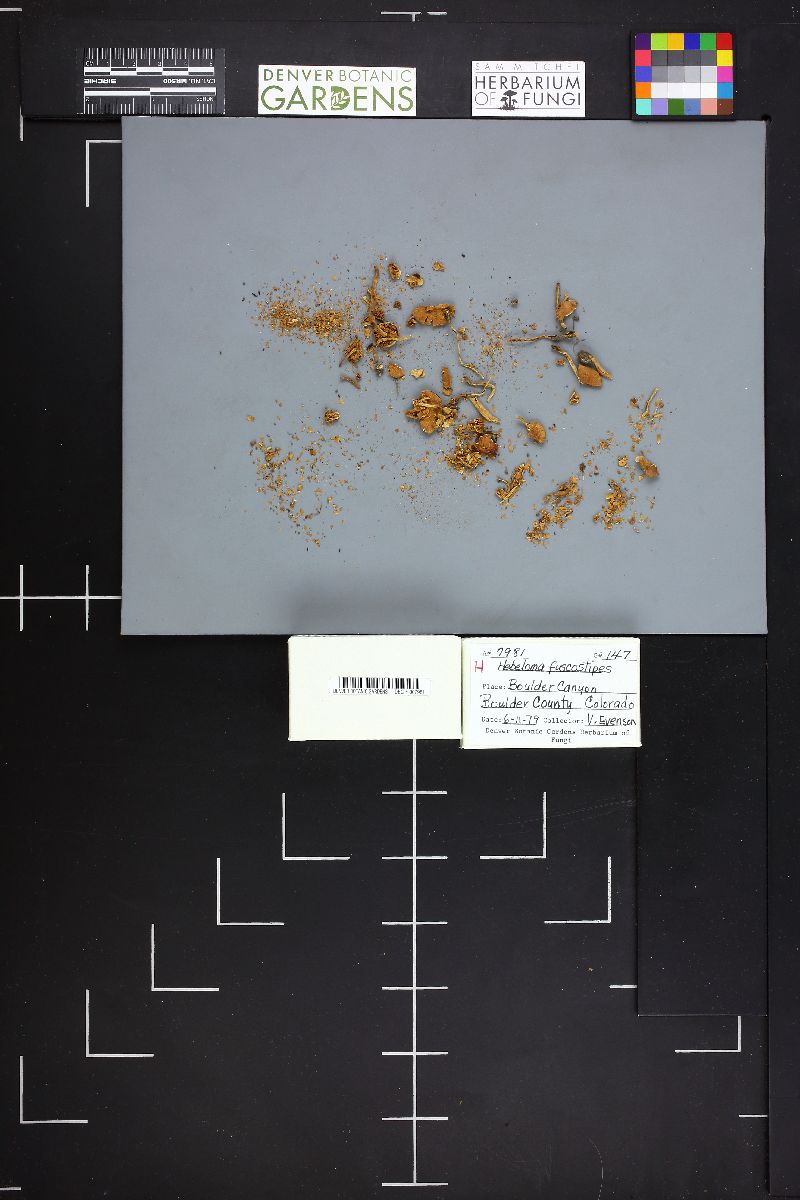 Hebeloma fuscostipes image