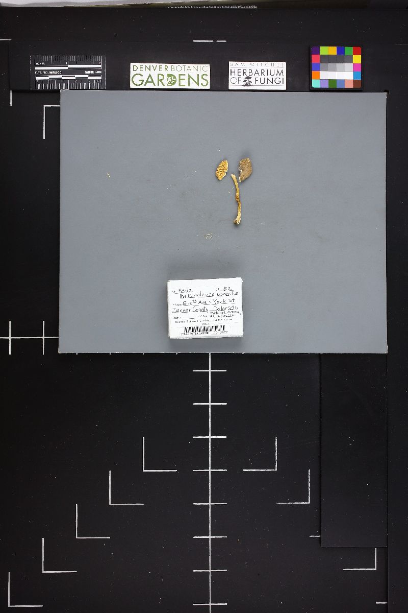 Melanoleuca borealis image