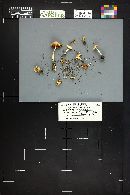 Marasmius oreades image