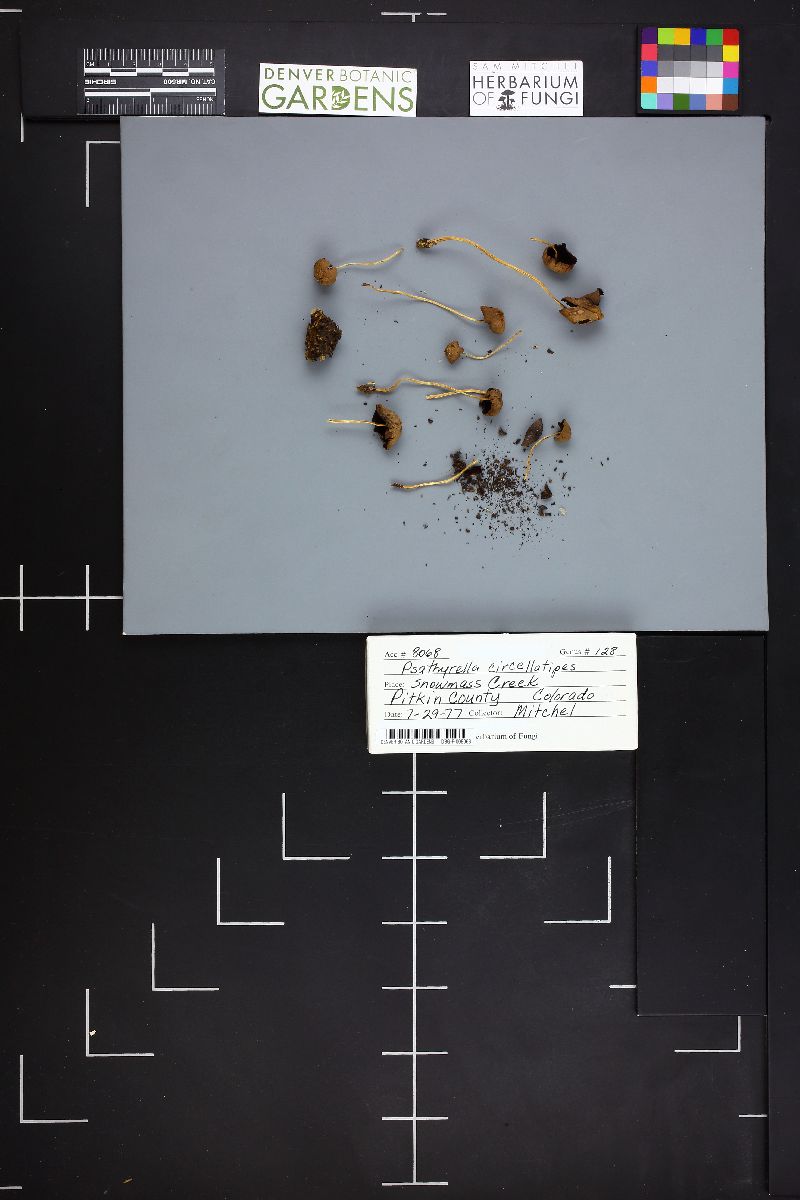 Psathyrella circellatipes image