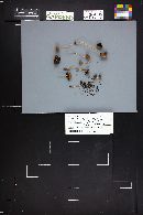 Psathyrella circellatipes image
