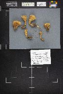 Clavariadelphus truncatus image