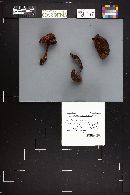 Cortinarius cupreorufus image