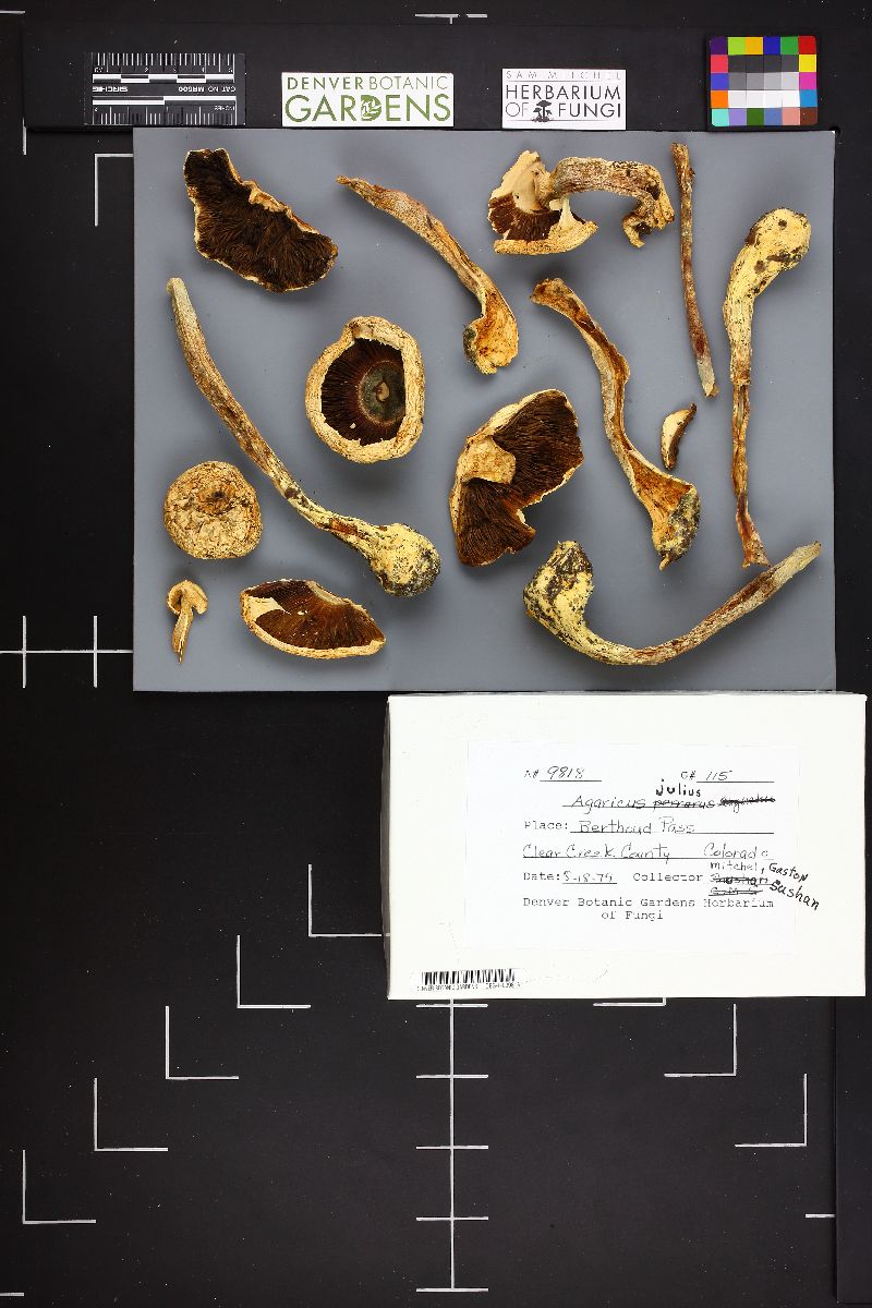 Agaricus julius image