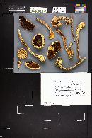 Agaricus julius image