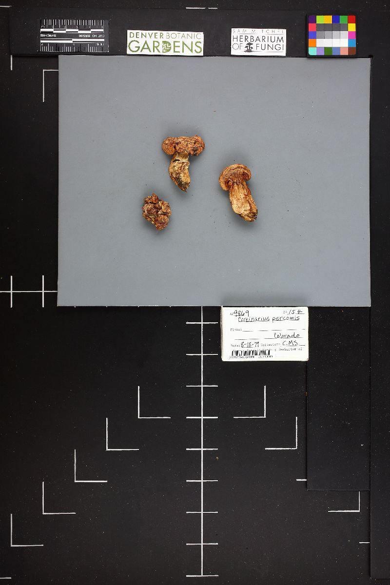 Cortinarius percomis image