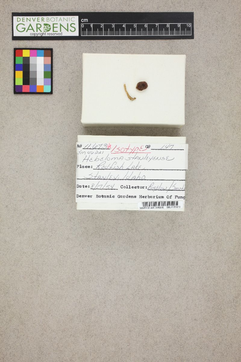 Hebeloma stanleyense image