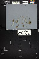 Mycena stannea image