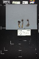 Mycena pura image