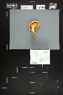 Pleurotus dryinus image