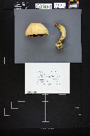 Agaricus arvensis image