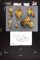 Pholiota squarrosa image