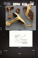 Stropharia rugoso-annulata image