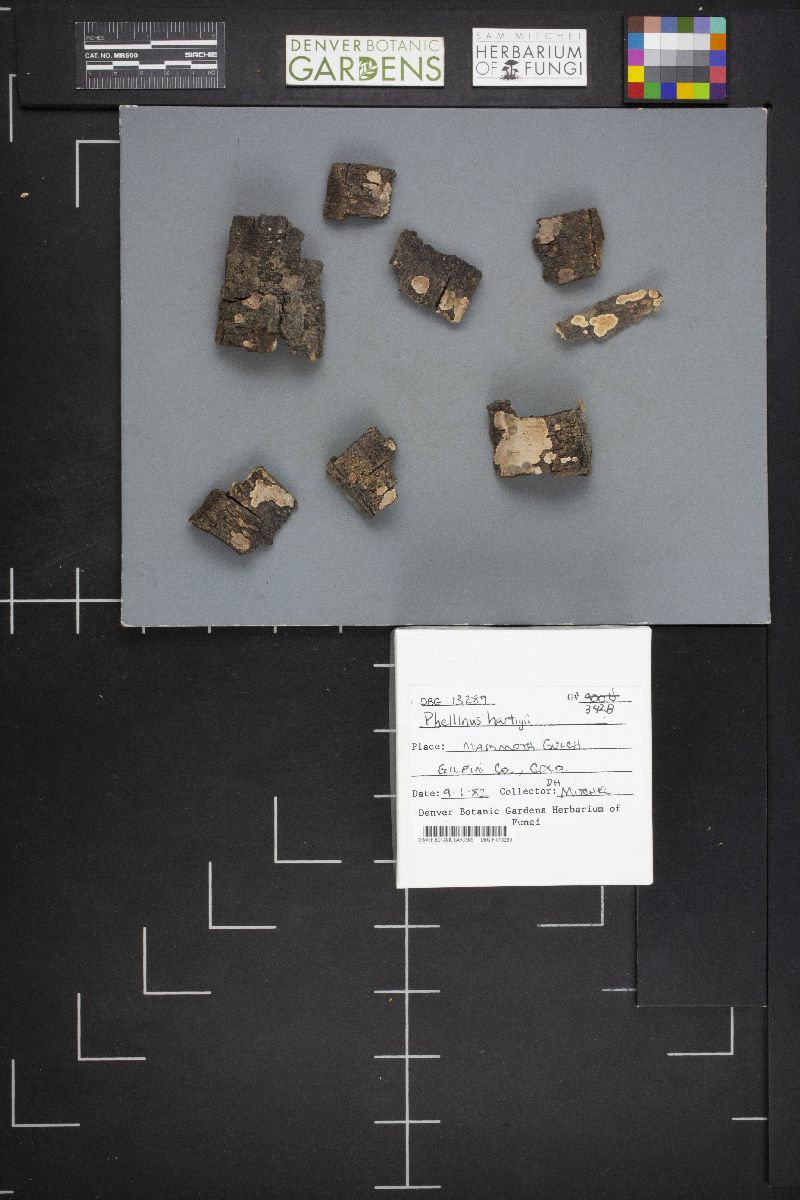 Phellinus hartigii image
