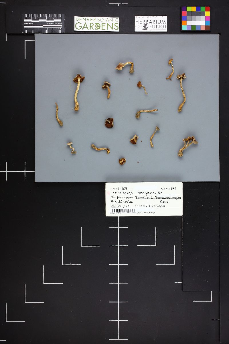 Hebeloma oregonense image