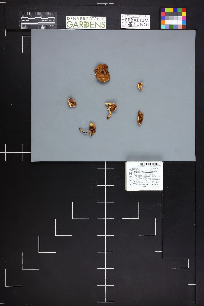 Hebeloma perplexum image