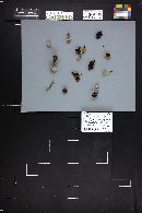 Psathyrella rigidipes image