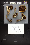 Stropharia hornemannii image