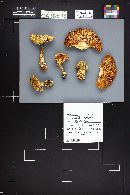 Amanita pantherina var. multisquamosa image