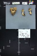 Tricholoma sejunctum image