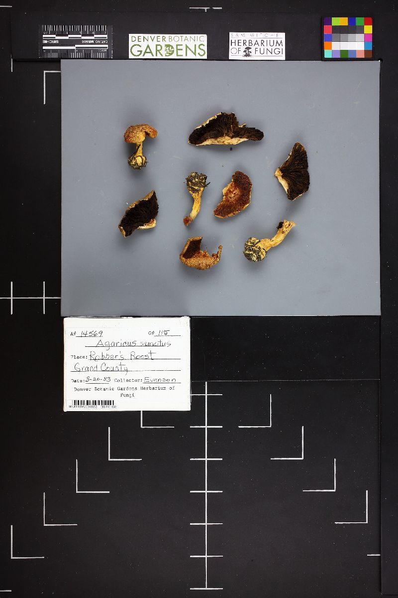 Agaricus semotus image
