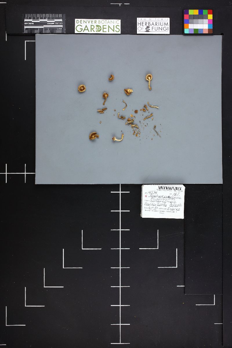 Hebeloma evensoniae image