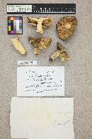 Russula aeruginea image