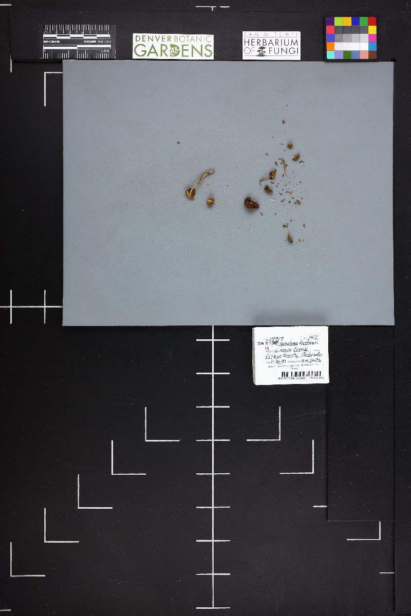 Hebeloma kuehneri image